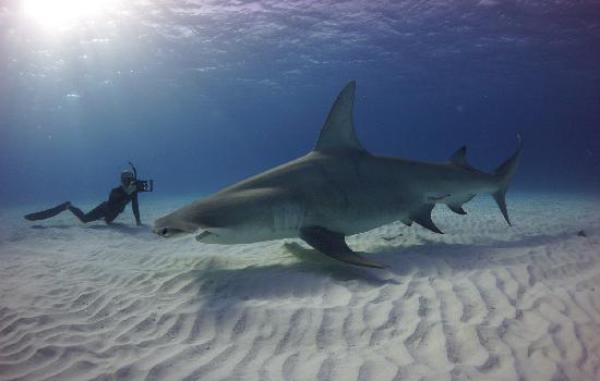 Shark dive in Bimini Bahamas