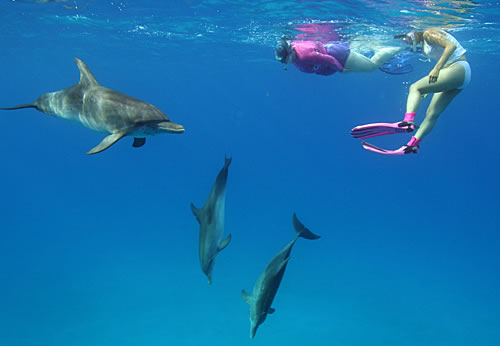 swimming with the dolphins in Bimini Bahamas